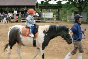 Riding horse or Riding pony