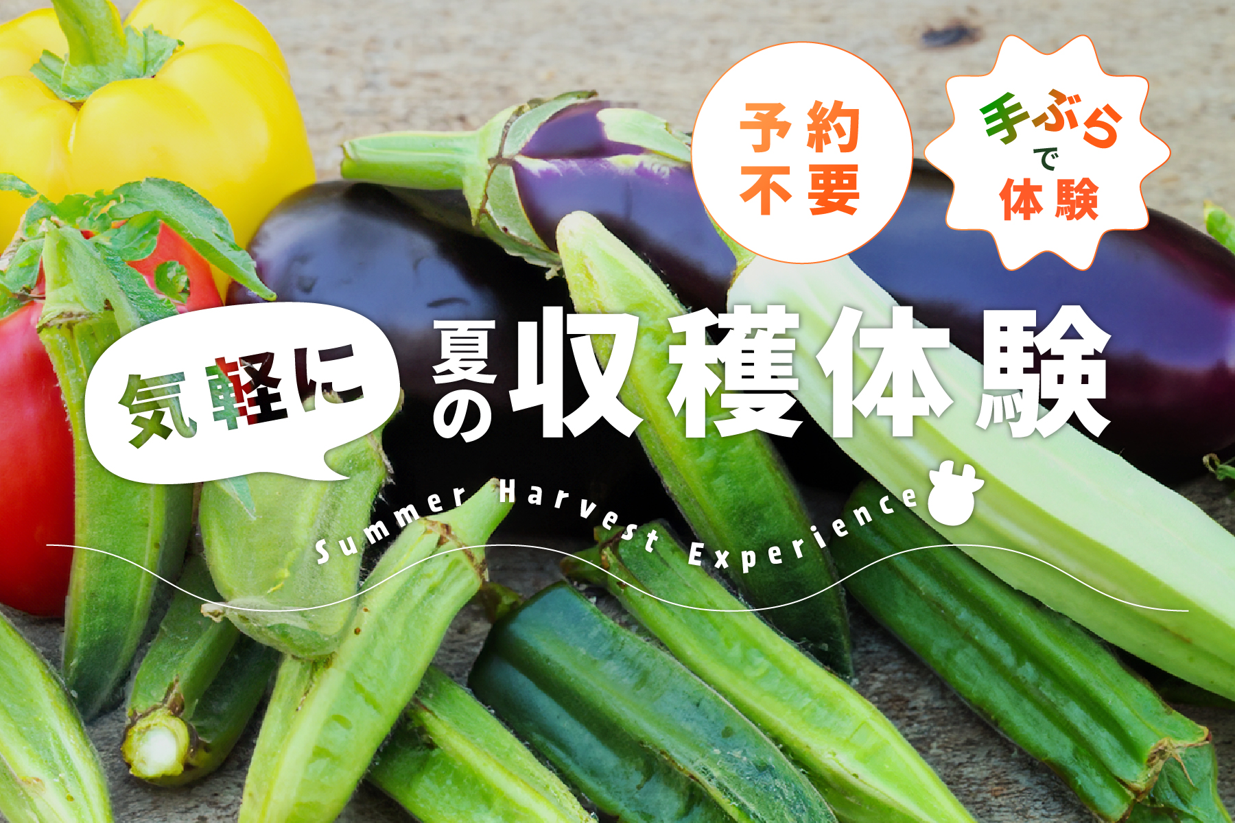 夏野菜収穫体験
