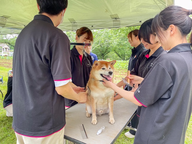 わんちゃんお手入れ教室写真