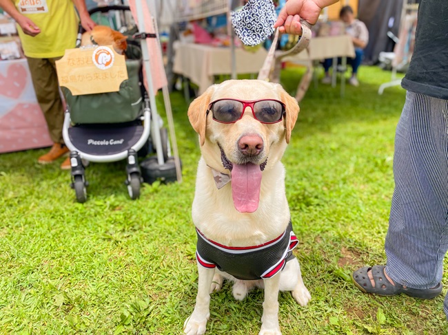 愛犬自慢大会